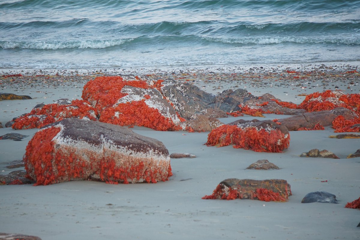 Michael Levin tweet media