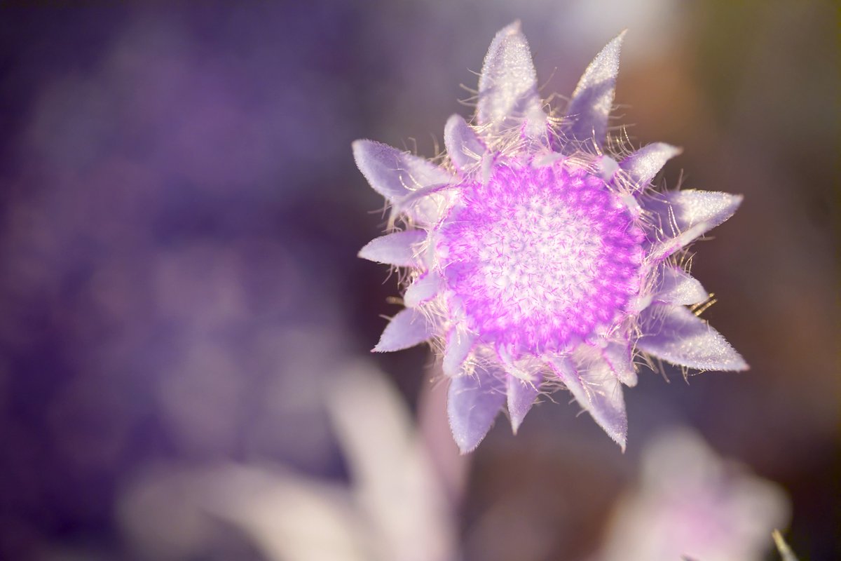 Michael Levin tweet media