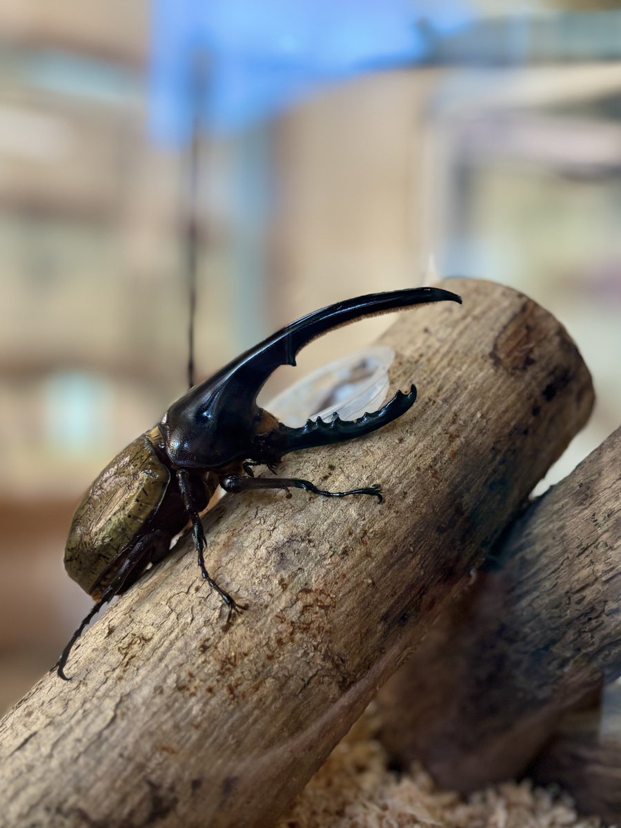 海洋博公園・沖縄美ら海水族館 on X
