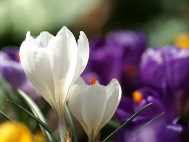 himeca_maimai's tweet photo. #おはようございます

#今朝のお花はクロッカス
*学名*
#Crocusvernus 
*別名*
#春サフラン
#花サフラン
*和名*
#花サフラン
#花泪夫藍
#蕃紅花
*英名*
#SpringCrocus

#TLを可愛い花で満たそう
#TLを花でいっぱいにしよう 

🤍🌿✶…*CROCUS*…✶🌿💜 https://t.co/Nu2xqfBbk1
