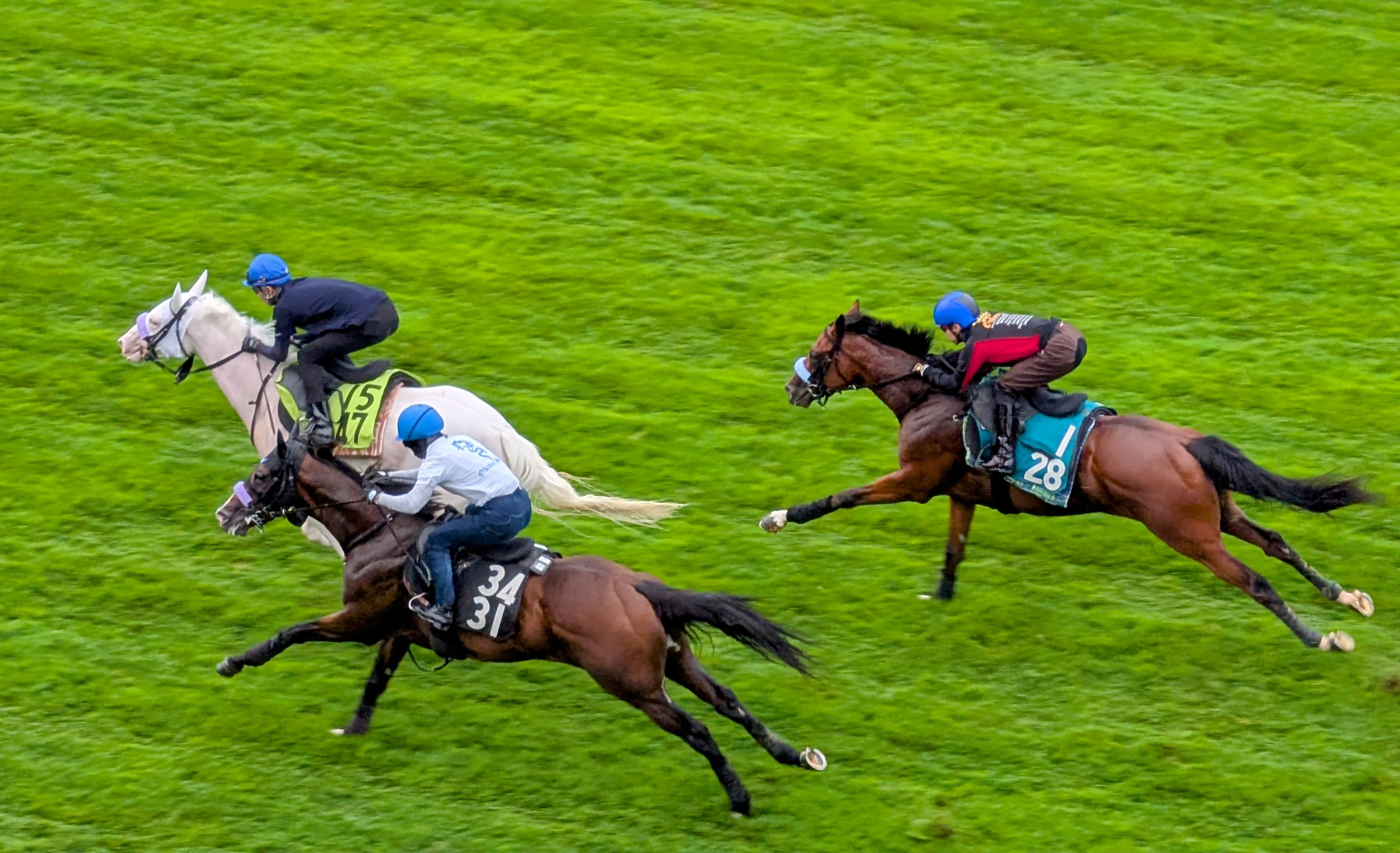 ブチコ - Search / X