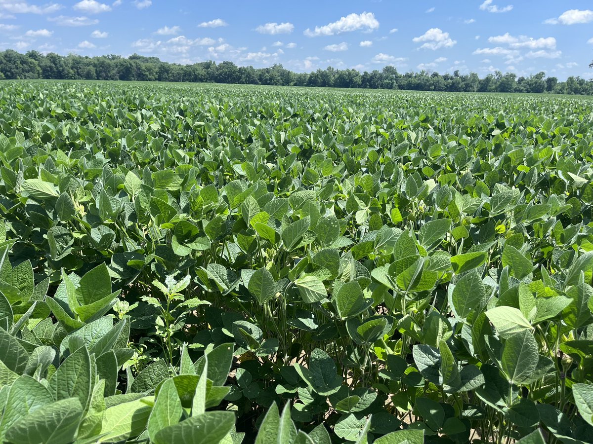 VOberbroeckling's tweet photo. As the calendar turns to July the crops have really taken off and look amazing! NK1228-AA and NK40-P5E3 are 2 products that are OUTSTANDING in the field!NK is an industry leader in genetics and trait development. Trust NK to go to work for you when every bushel matters!! #NKSeed https://t.co/xFaAyUrirQ