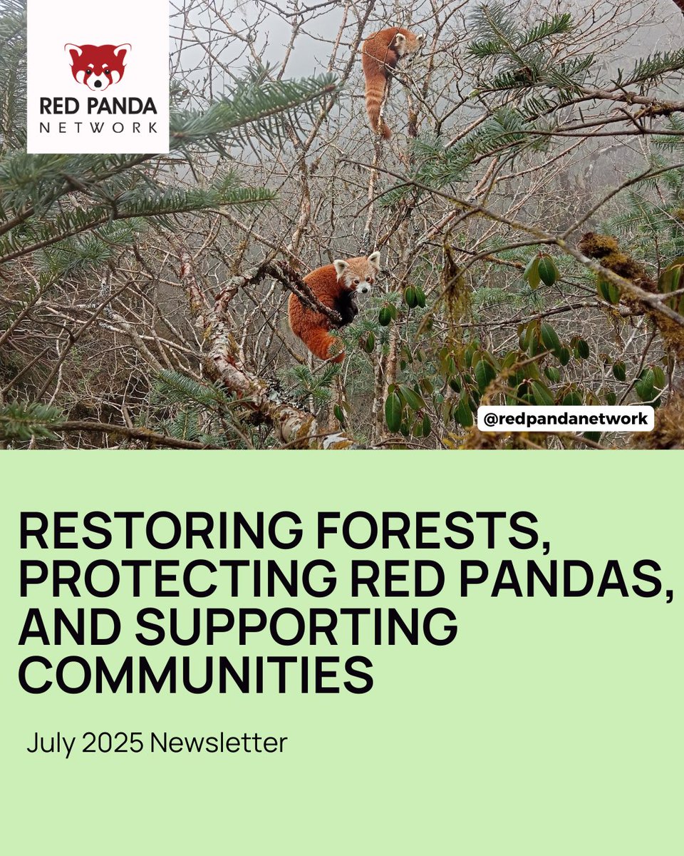 RedPandaNetwork's tweet image. In this July 2025 issue of Red Panda Network News:
We're sharing updates on our conservation work in the field, highlighting the importance of red panda habitat, and telling you about our spectacular rugs and ecotrips in Nepal. 🐾
mailchi.mp/redpandanetwor…