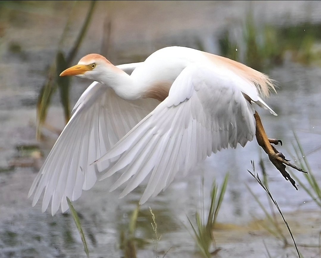 Cattle Egret  today near Mark, Somerset