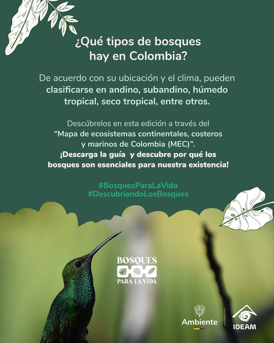 🌳 ¡Ya puedes explorar la Guía N.º 4 de #DescubriendoLosBosques!
¿Sabías que más del 50 % del territorio colombiano está cubierto por bosques? 🌿
Conoce los tipos de bosques, los servicios que prestan  
📥 Descárgala aquí: bit.ly/3GhIdmc

#BosquesParaLaVida #Ideam #SMByC