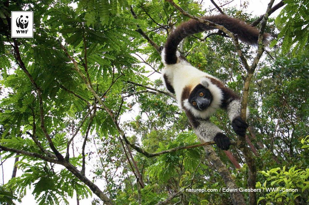 📷今日の一枚 
🐼WWFについて👉wwf.or.jp/aboutwwf/welco…