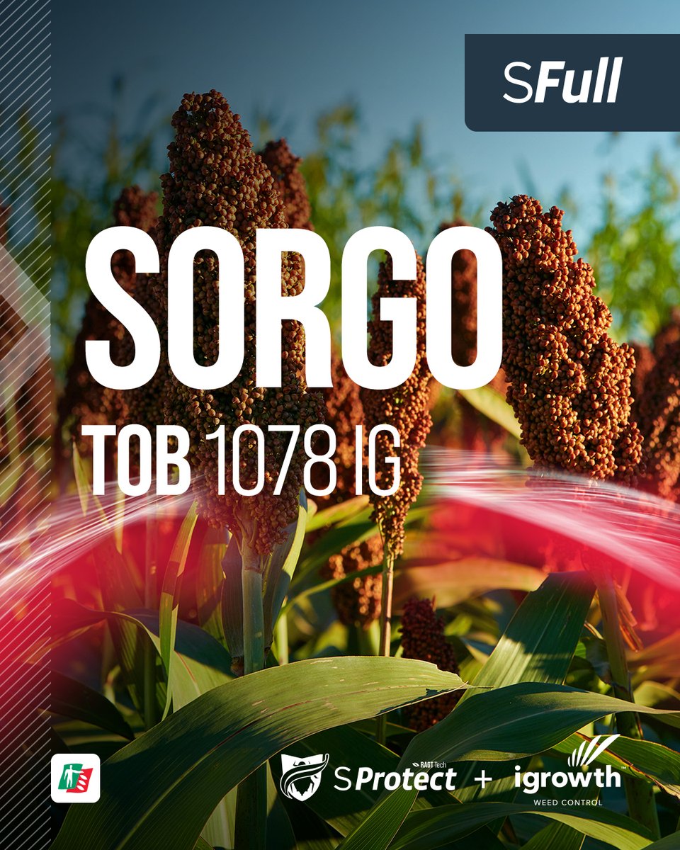 ragtsemillas_ar's tweet photo. 🌾 TOB 1078 IG
Control de plagas y malezas + alta productividad, en 1 solo híbrido. Este #Sorgo es tu aliado para lograr grano seco, húmedo o un silaje de primera calidad.

Tecnologías:
⭐️ #Sprotect: Tolerancia al pulgón amarillo del sorgo
⭐️ #Igrowth: Control de malezas efectivo https://t.co/KLwZx77hXy