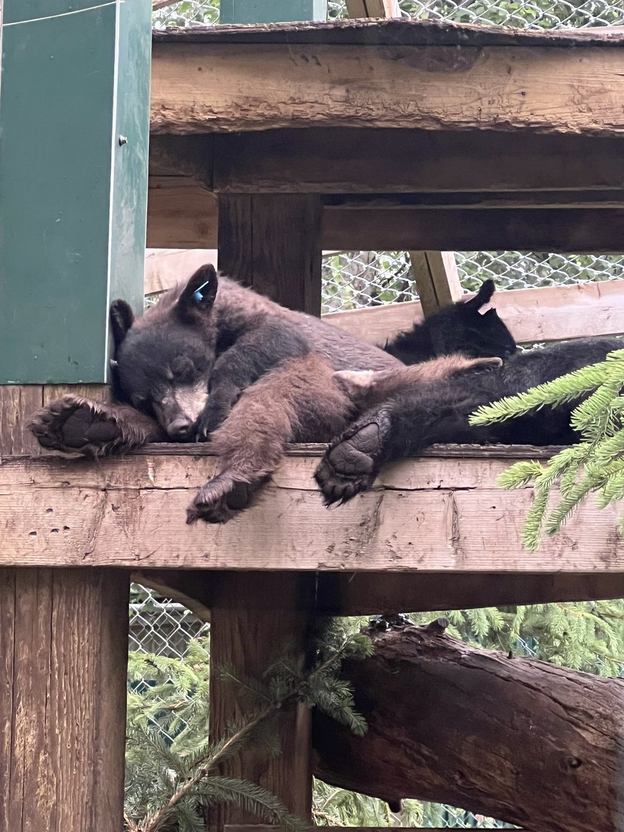 went to the annual open house at Northern Lights Wildlife Society this morning, as seen on Animal Planet’s Wild Bear Rescue. Rehabilitating injured and abandoned animals for release back into the wild, open to the public just one day per year. It rocked.