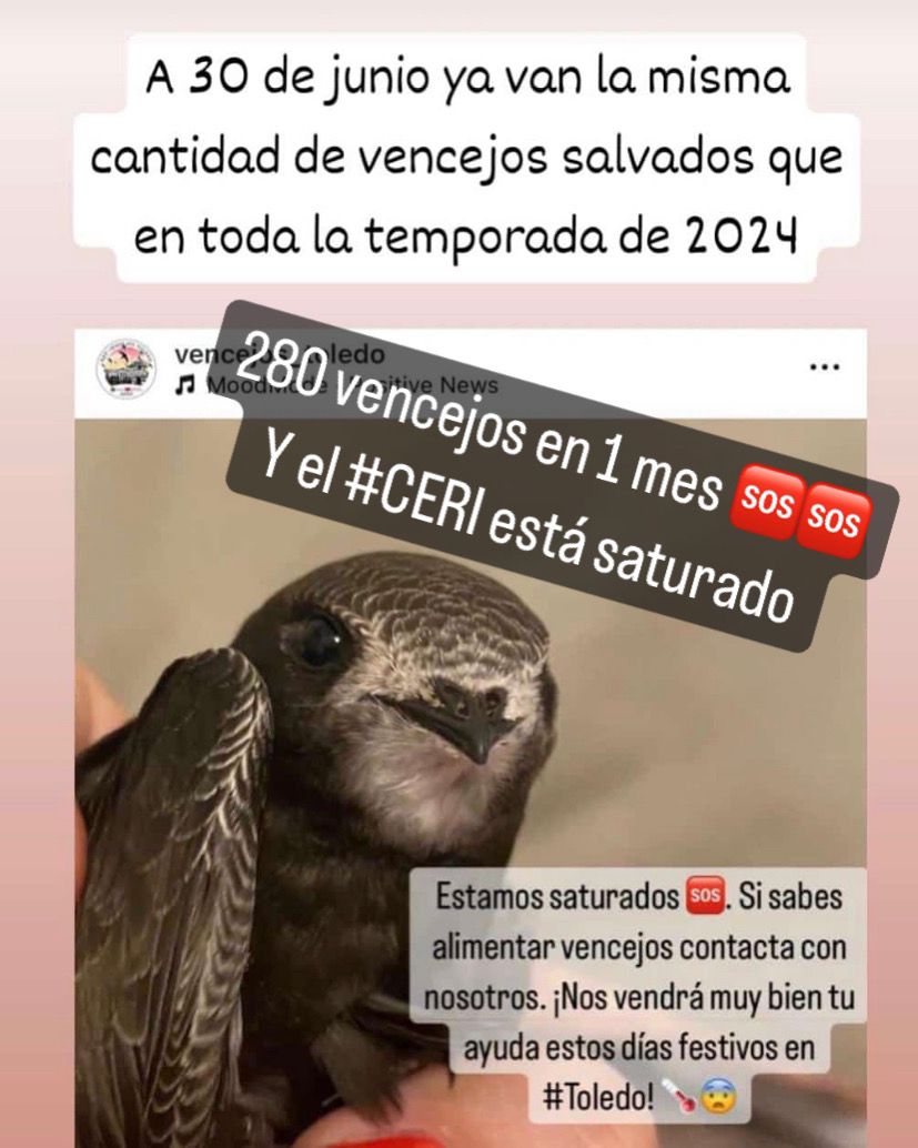 vencejos Toledo (@vencejostoledo) on Twitter photo Mañana escribiremos a <a href="/DSostenibleCLM/">Desarrollo Sostenible CLM</a> y <a href="/PepeAlmodovar/">Pepe Almodóvar</a> para contar la situación crítica que estamos viviendo con los #vencejos tras esta #oladecalor. Las especies protegidas deben ser prioridad 🆘 Agradecemos la labor de los @AAMM Mañana escribiremos a <a href="/DSostenibleCLM/">Desarrollo Sostenible CLM</a> y <a href="/PepeAlmodovar/">Pepe Almodóvar</a> para contar la situación crítica que estamos viviendo con los #vencejos tras esta #oladecalor. Las especies protegidas deben ser prioridad 🆘 Agradecemos la labor de los @AAMM