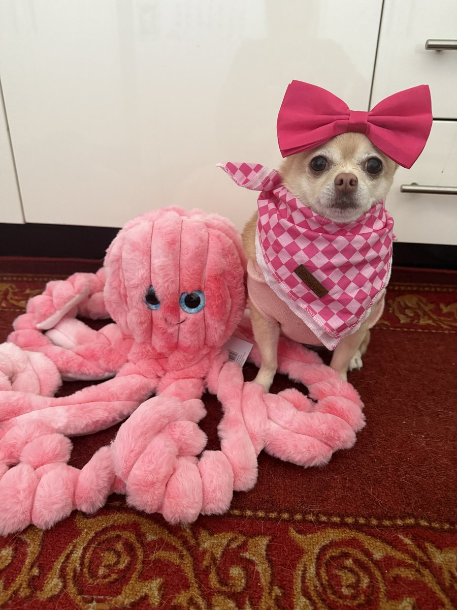 I would like you all to meet Ollie the Octopus. Grandma brought me him and I think he is so cute. 🐾 

#tinkerbellthepomchi #pomchi #tatertotsquad #dogsoftwitter #dogsofx