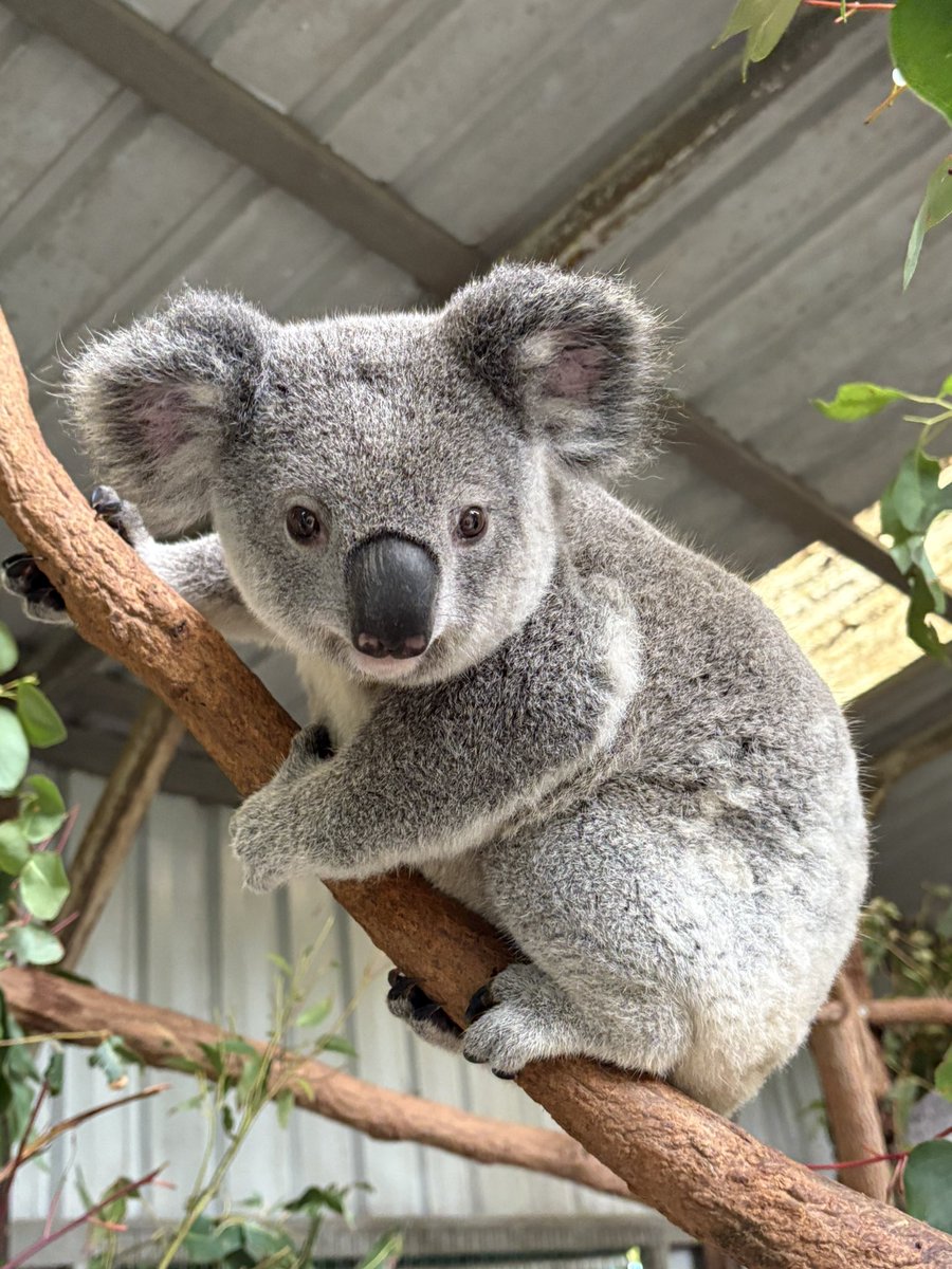INSneuro's tweet image. Outside of INS meeting events, there is much beauty &amp;amp; adventure to be had in Brisbane! @INSneuro Member Engagement Committee Chair @DrCMMullen and I have toured a rainforest, glow worm cave, the botanical gardens…and got to meet some local wildlife 🐨🦘 

-@docblock_neuro