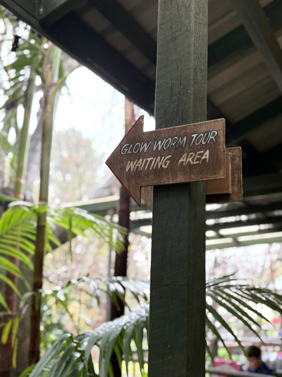 INSneuro's tweet image. Outside of INS meeting events, there is much beauty &amp;amp; adventure to be had in Brisbane! @INSneuro Member Engagement Committee Chair @DrCMMullen and I have toured a rainforest, glow worm cave, the botanical gardens…and got to meet some local wildlife 🐨🦘 

-@docblock_neuro
