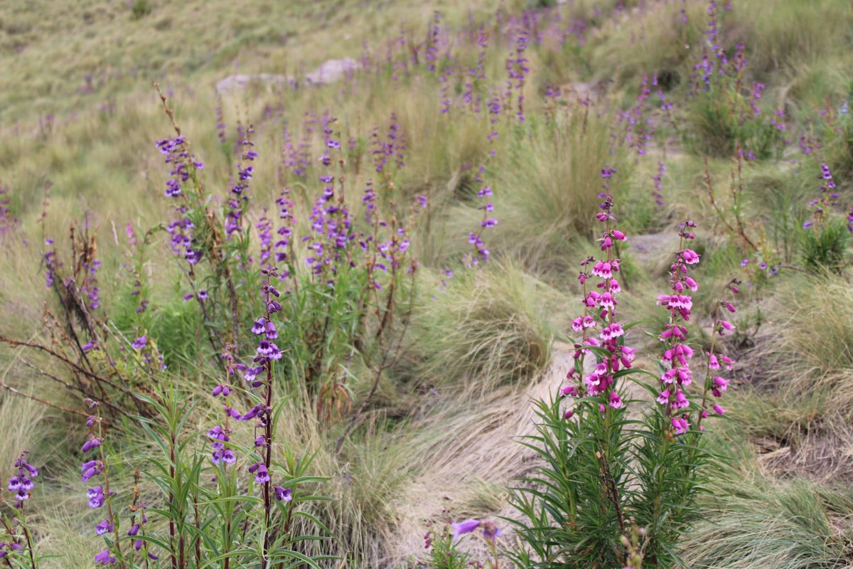 Paco Ornelas (@pacoornelas8) on Twitter photo Finally published today! "Genetic structure and potential hybridization between populations of two Penstemon species” | <a href="/BotJLinnSoc/">Botanical Journal of the Linnean Society</a> <a href="/samantha933/">sam de los santos</a> <a href="/Inecol_mx/">El Instituto de Ecología, INECOL</a> | doi.org/10.1093/botlin… | Photo © Samantha M. de los Santos Finally published today! "Genetic structure and potential hybridization between populations of two Penstemon species” | <a href="/BotJLinnSoc/">Botanical Journal of the Linnean Society</a> <a href="/samantha933/">sam de los santos</a> <a href="/Inecol_mx/">El Instituto de Ecología, INECOL</a> | doi.org/10.1093/botlin… | Photo © Samantha M. de los Santos