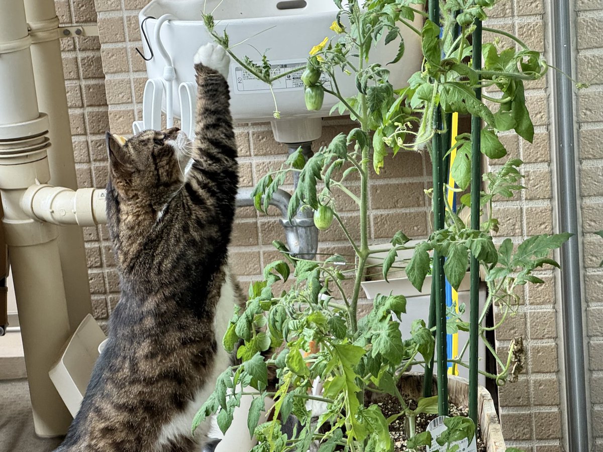 これ、そろそろ食べられるかなにゃお？