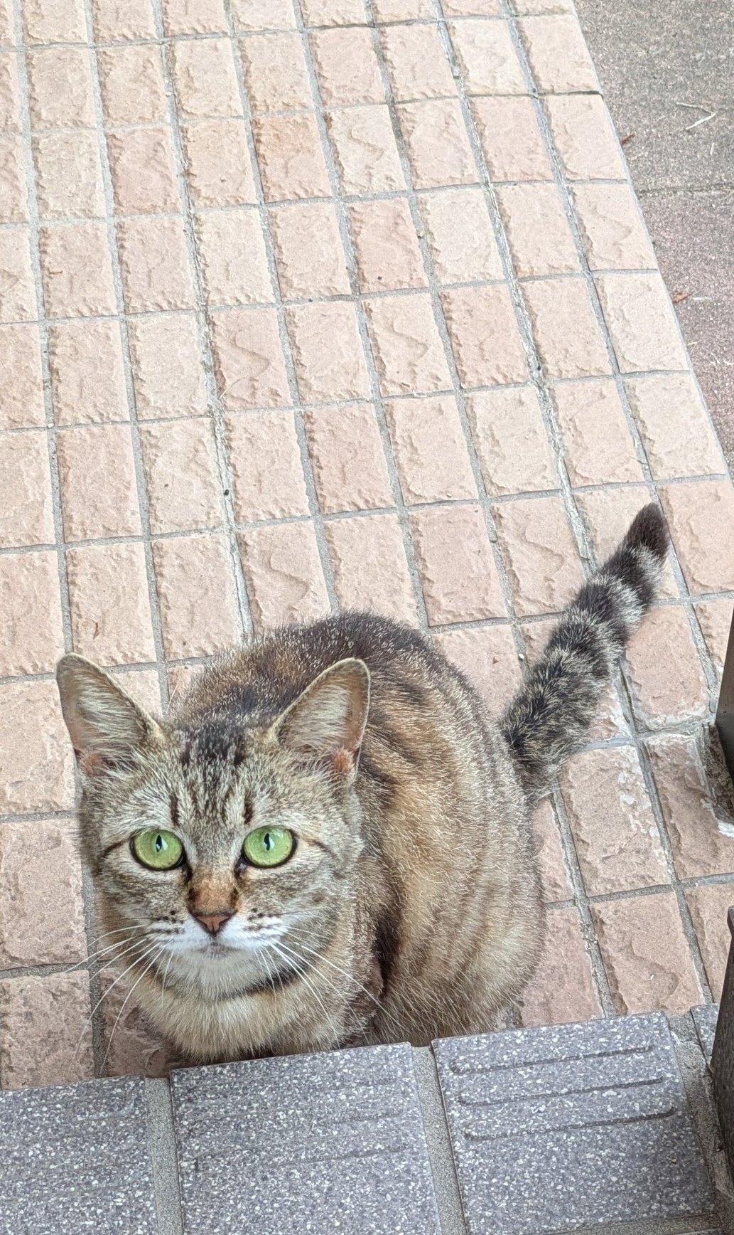 猫♥猫 on X: 