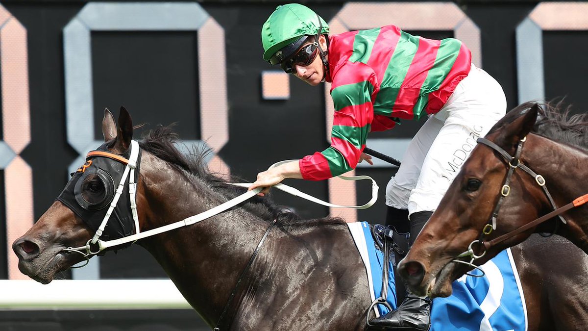 PROVINCIAL RACING (@provracingnsw) on Twitter photo RIVELLINO, favorite for <a href="/newcastleraces_/">Newcastle Racecourse</a> 2YO Of The Year honours, is on a Golden Rose path. The colt is back at <a href="/Leesracing/">Lees Racing</a> stables being prepared for the 1400m G1 target at Rosehill on September 27 early in his 3yo season provincialracingnsw.com.au/post/rivellino… RIVELLINO, favorite for <a href="/newcastleraces_/">Newcastle Racecourse</a> 2YO Of The Year honours, is on a Golden Rose path. The colt is back at <a href="/Leesracing/">Lees Racing</a> stables being prepared for the 1400m G1 target at Rosehill on September 27 early in his 3yo season provincialracingnsw.com.au/post/rivellino…