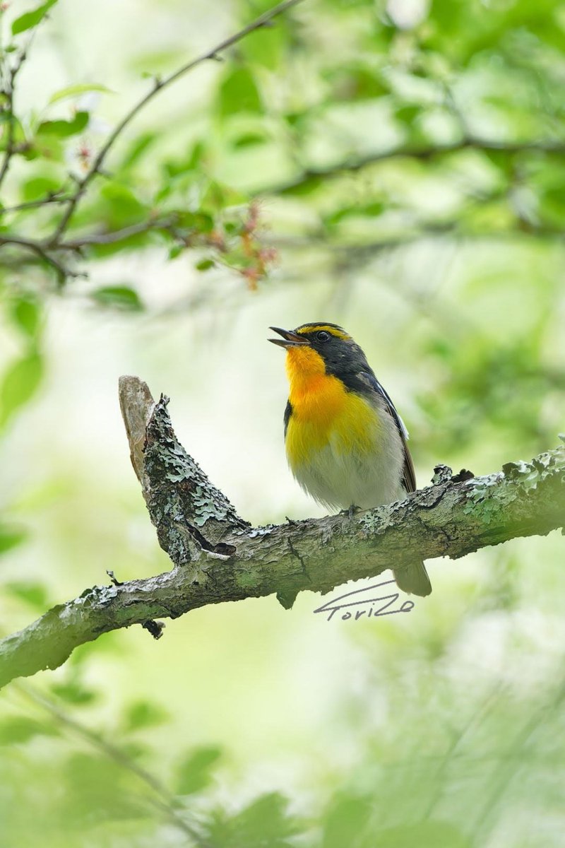 涼しい高原 囀るキビ
