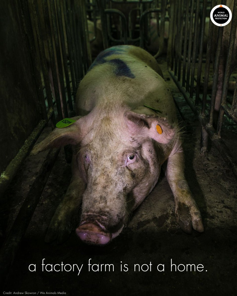A factory farm is not a home. 💔