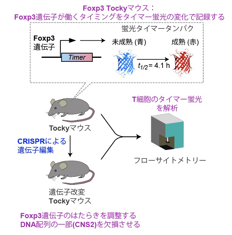今日、Nature Communications に掲載された研究は、2018年に私たちが報告した、遺伝子の時間動態解析のために蛍光タイマータンパクを使った測定技術「Tockyマウス」を使用.
このTockyマウスにCRISPRで遺伝子改変を施す実験を、4年前に熊本大学で科研費研究として開始しました
 nature.com/articles/s4146…