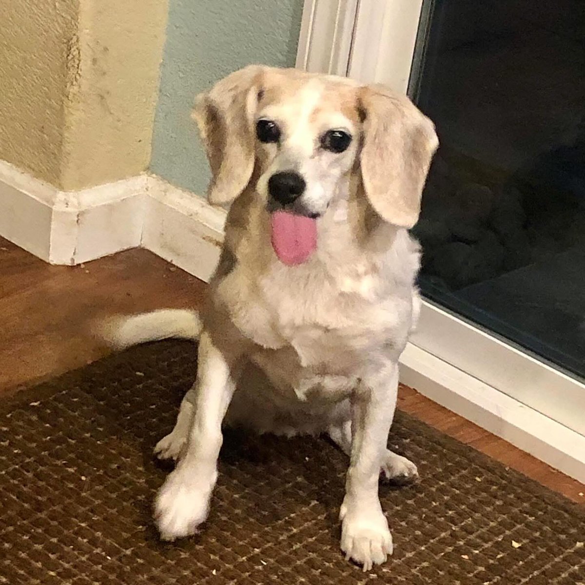 beaglefreedom's tweet image. It’s #TongueOutTuesday and Daisy is living her best life! 🐶💖
Rescued in 2018 from a meat truck after surviving animal testing, she’s now safe, adored, and spoiled by her forever family.
This is what rescue looks like. 🌼 #EndAnimalTesting