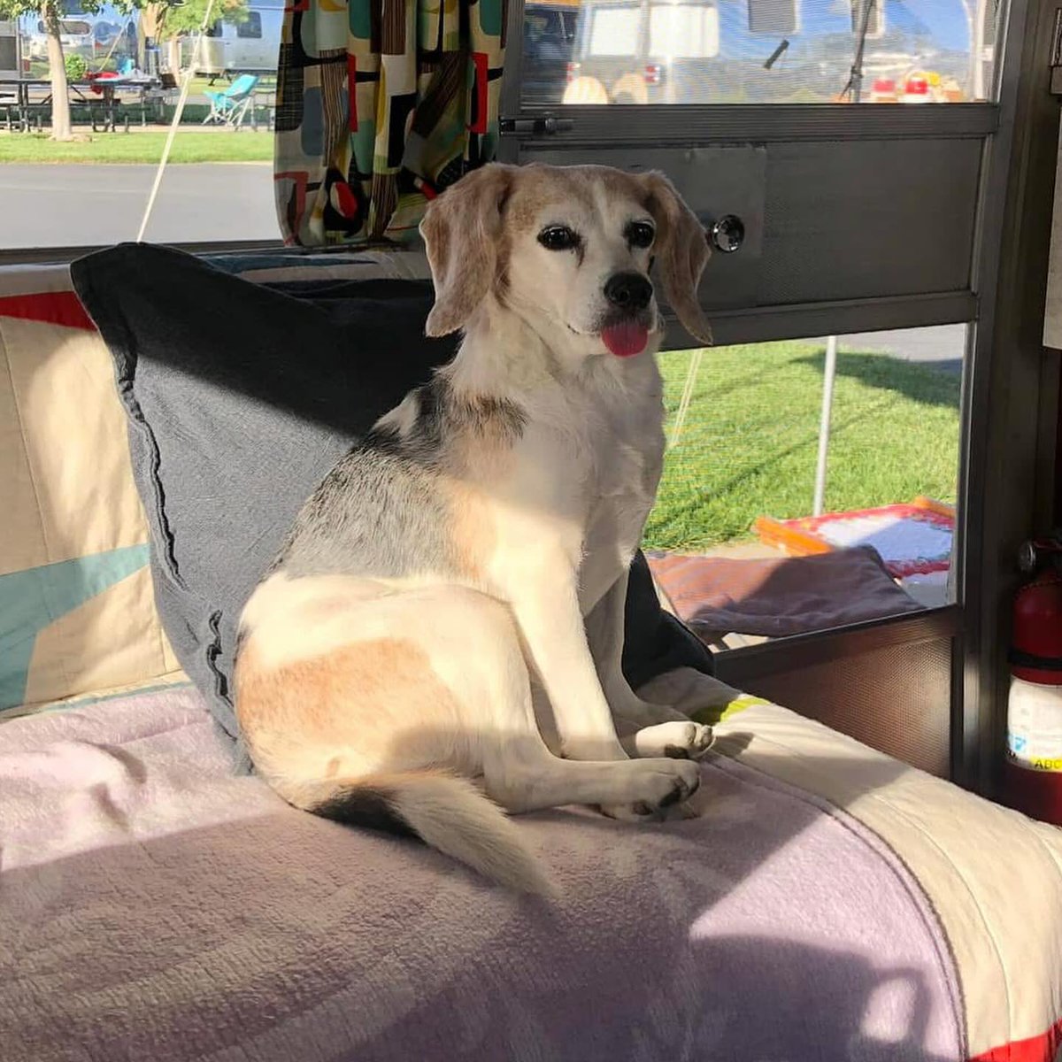 beaglefreedom's tweet image. It’s #TongueOutTuesday and Daisy is living her best life! 🐶💖
Rescued in 2018 from a meat truck after surviving animal testing, she’s now safe, adored, and spoiled by her forever family.
This is what rescue looks like. 🌼 #EndAnimalTesting