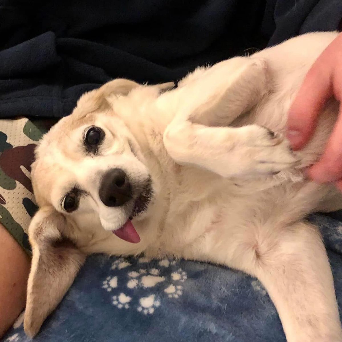 beaglefreedom's tweet image. It’s #TongueOutTuesday and Daisy is living her best life! 🐶💖
Rescued in 2018 from a meat truck after surviving animal testing, she’s now safe, adored, and spoiled by her forever family.
This is what rescue looks like. 🌼 #EndAnimalTesting