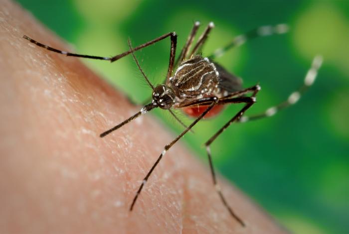 Tomorrow morning 3:45-6:45am, weather permitting, Shelby Co Health Department will conduct mosquito control activities, including spraying to reduce mosquitoes, in portions of ZIP Codes: 38002, 38053, 38004, 38011,  &amp; 38133. Route map: shorturl.at/ZdskN
