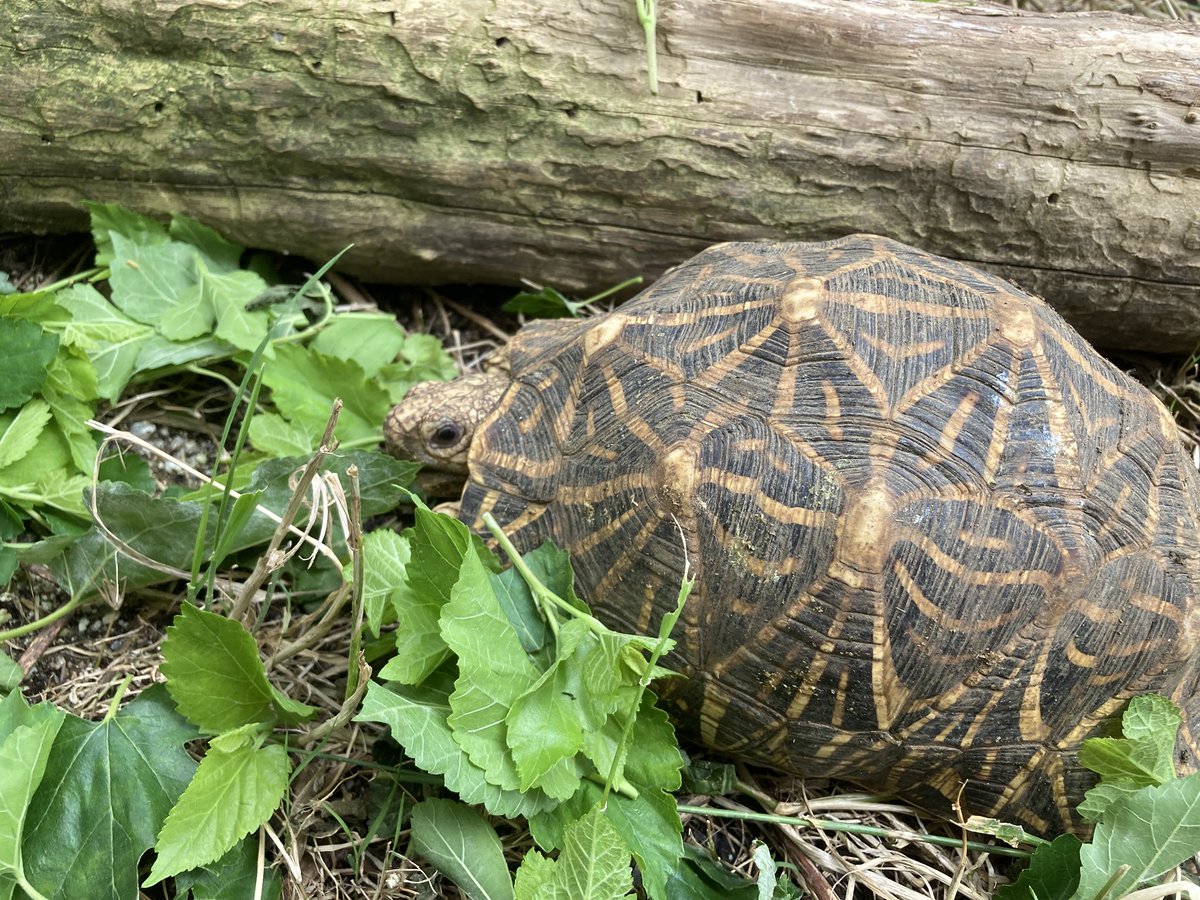 飼育環境載せると色々と言われる可能性があるので基本的に載せない。
ハートが弱過ぎるので言われると落ち込んで飼育に影響出てまう

曲げない信念を持った飼育は出来てない(T . T)