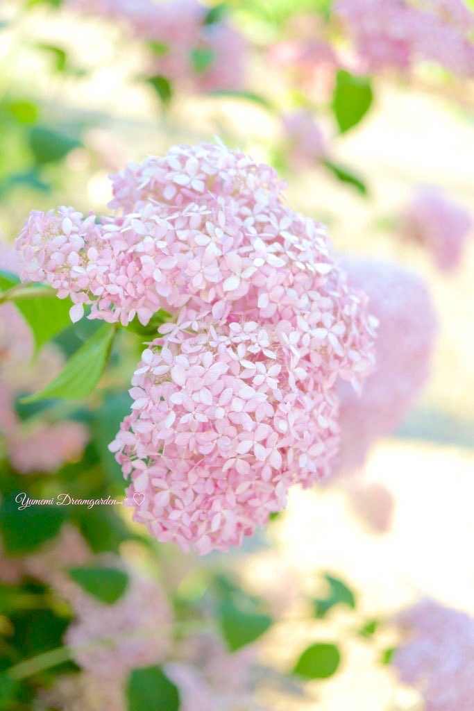 yumemi2288's tweet image. ピンクのアナベル
❁.。.:*:.。.✽.。.:*:.。.❁.。.:*:.。.✽.
#我が家の花 #ガーデニング
#TLをお花でいっぱいにしよう