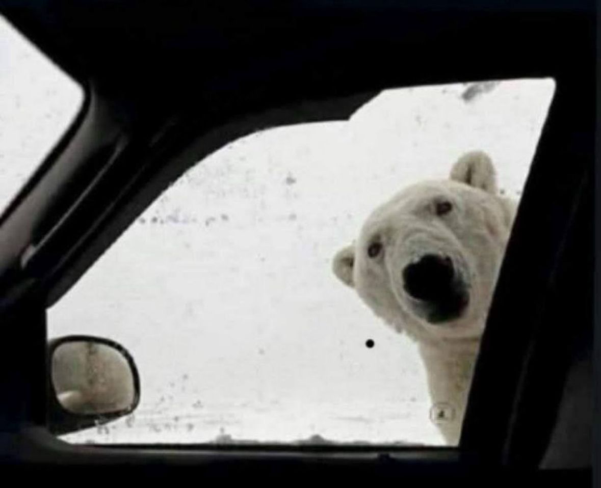 Recién en el semáforo de Pellegrini y San Martín 
#FRIOPOLAR