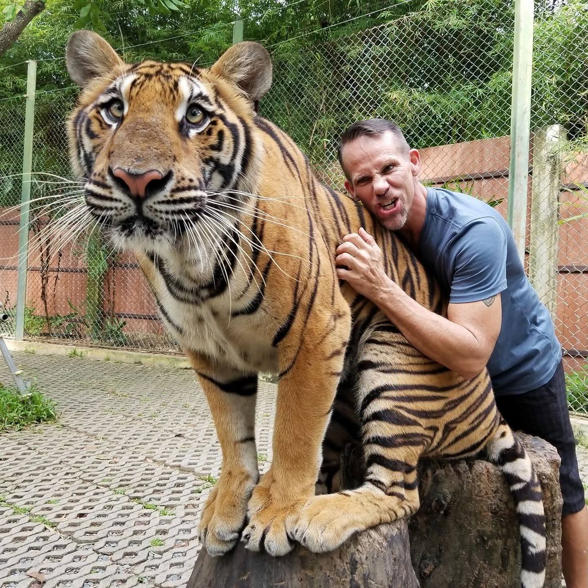 Reflecting on this day hahaha... that is one big kitty cat lol.  Hopped on a solo flight on a whim to Thailand next  day I was in a cage with 12 Tigers!