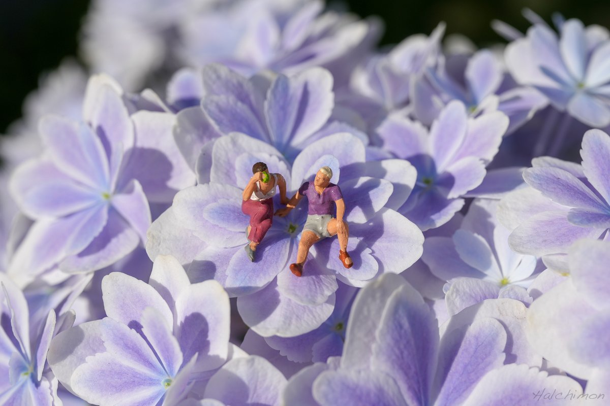 6月暑すぎたね。紫陽花枯れちゃう。
instagram.com/halchimon/