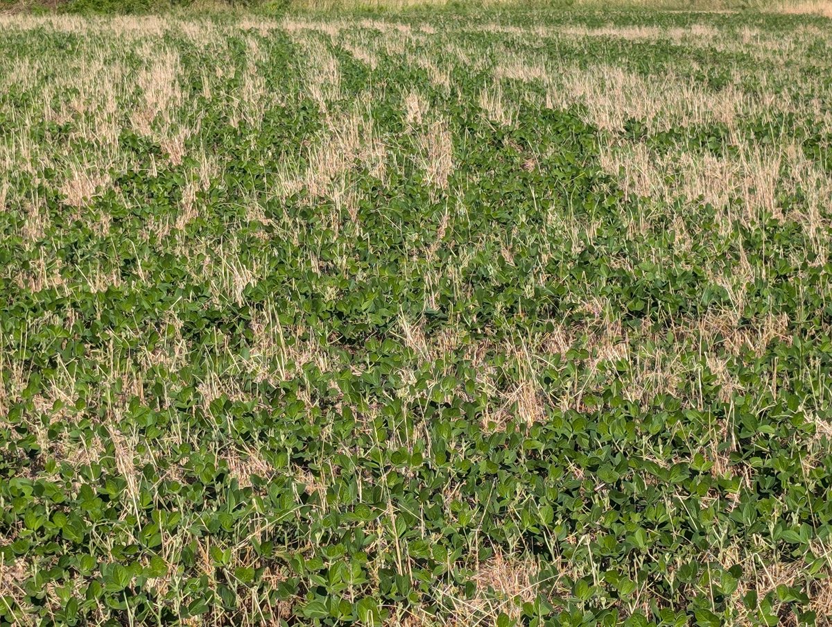 An accidental bonus this year. Did not terminate this 1 acre of ARG when I did the crest of the field. Terminated at planting. Been leary of ARG ahead of beans but might look into it more . First 2- 6/6 second 2 7/1