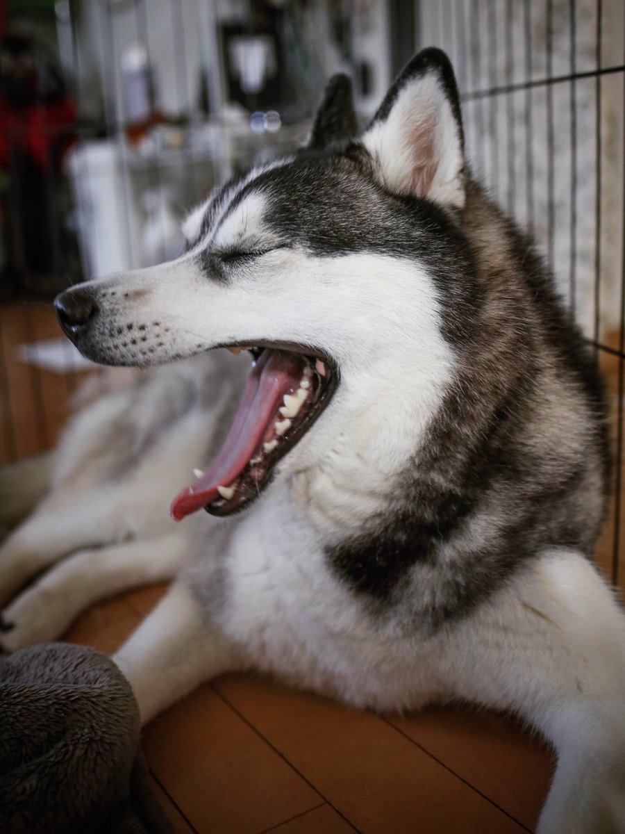 おはよう。
今朝のちょびです。
#シベリアンハスキー