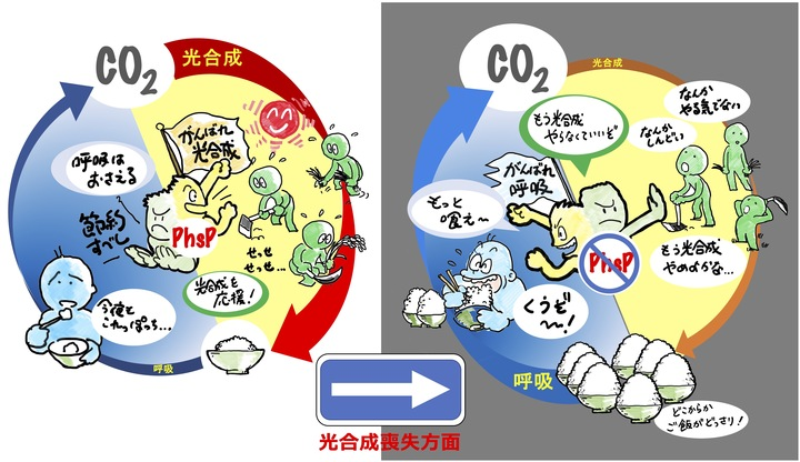 名古屋大学の藤田祐一教授らのグループは、シアノバクテリアを光合成ができない暗闇で長期間にわたって培養を継続したところ、光合成能力の喪失・低下が起こり、その原因遺伝子としてphsP遺伝子を見つけました。