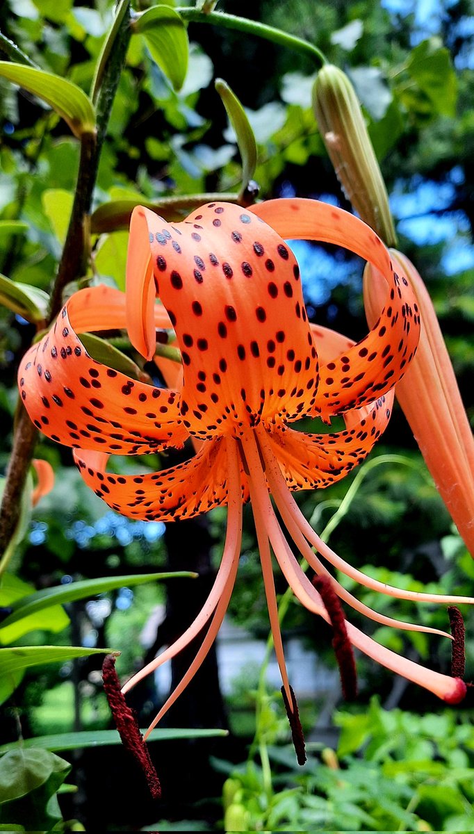 My yard is full of flowers my late wife planted. I have no idea what most of them are. This one is blooming today.
