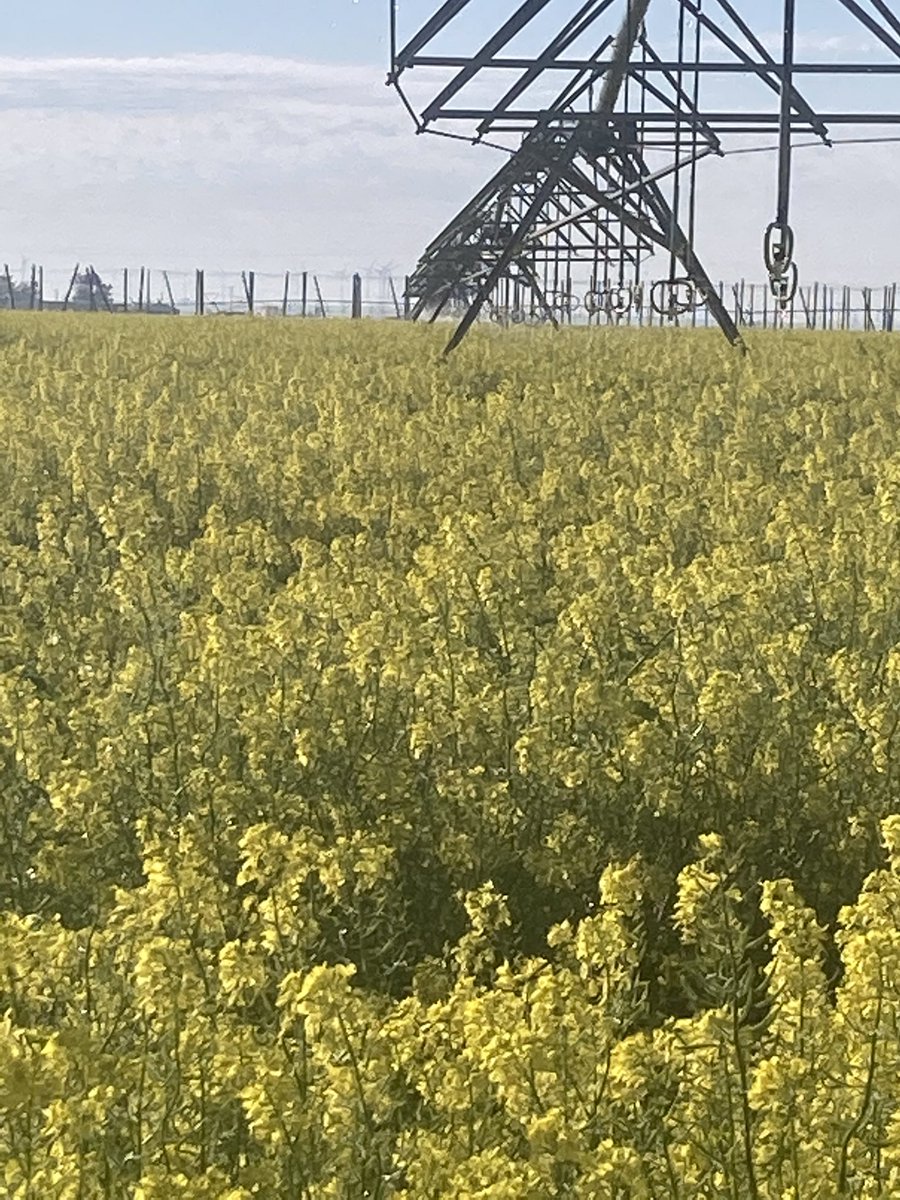Had to take the arms off the stop. Catching the mustard crop  and killing pivot