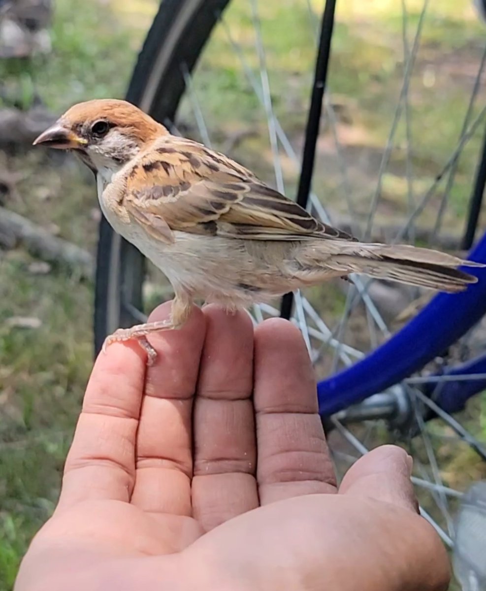 pi_pipi33's tweet image. スズメﾁｬﾝ♪
ｵﾊﾖｰｺﾞｻﾞｲﾏｽ 🐥(⁠•⁠ө⁠•⁠)⁠