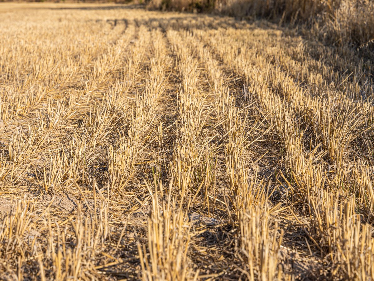 If your wheat is cut, what is next? K-State's Kelsey Andersen Onofre, Jeff Whitworth and Sarah Lancaster join Agriculture Today to discuss why it is crucial to get control of volunteer wheat. They mention ideal times to get control and how to do it. 
agtodayksu.libsyn.com/1965-why-volun…