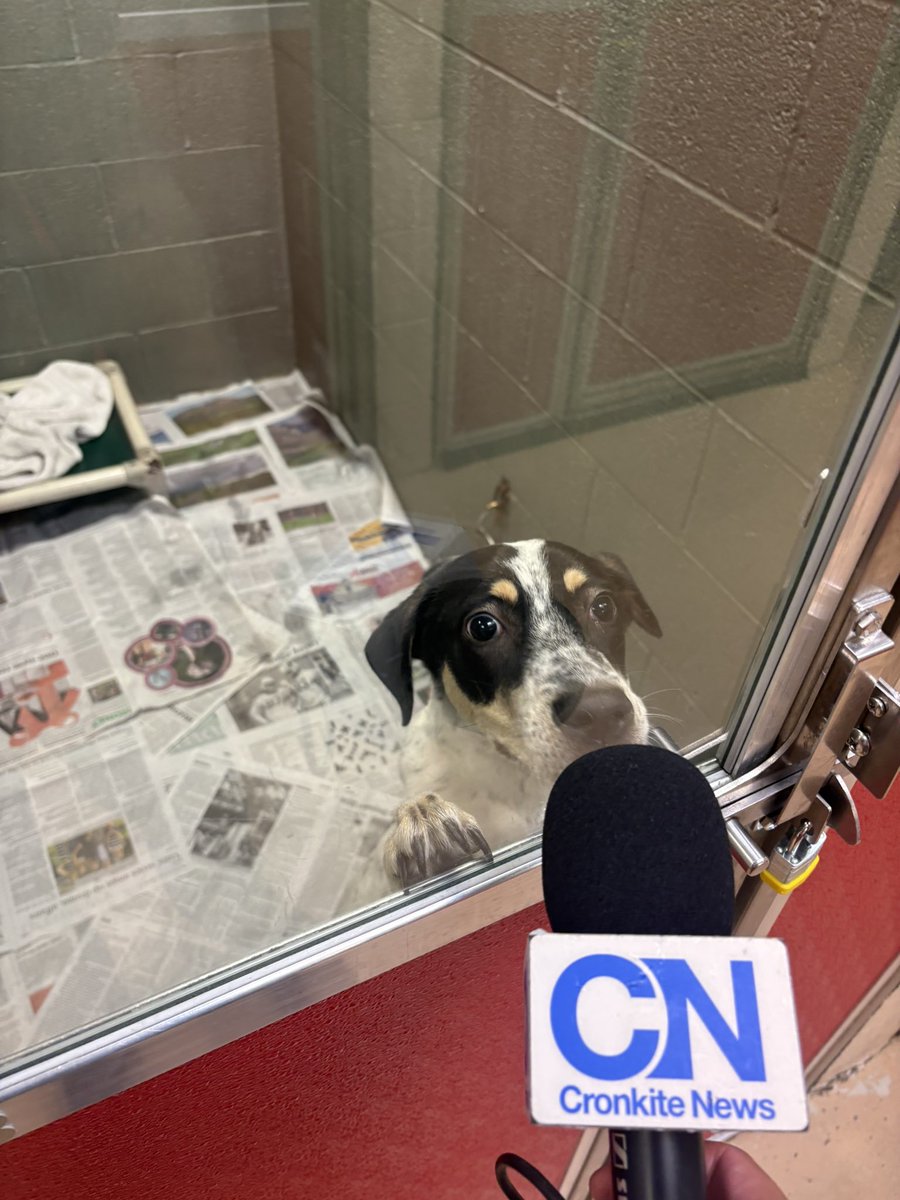 HiBranFlakes's tweet image. Story on how to keep your pets safe this 4th of July will air tonight on @cronkitenews Thanks to @HALORSQ for having us!🐶🐈