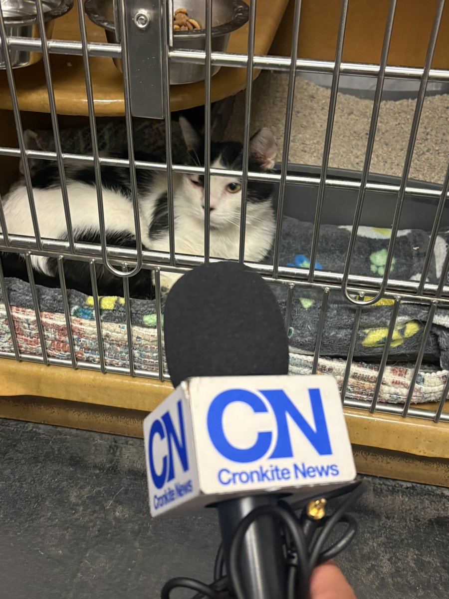 HiBranFlakes's tweet image. Story on how to keep your pets safe this 4th of July will air tonight on @cronkitenews Thanks to @HALORSQ for having us!🐶🐈