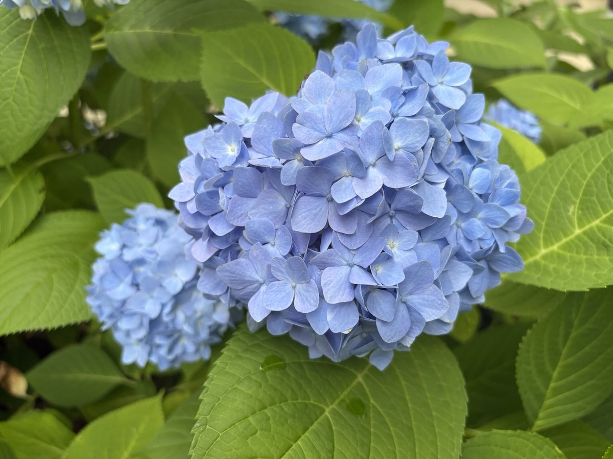 Having fun with my garden this summer.