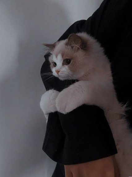 Purring my way through life 🐱💖