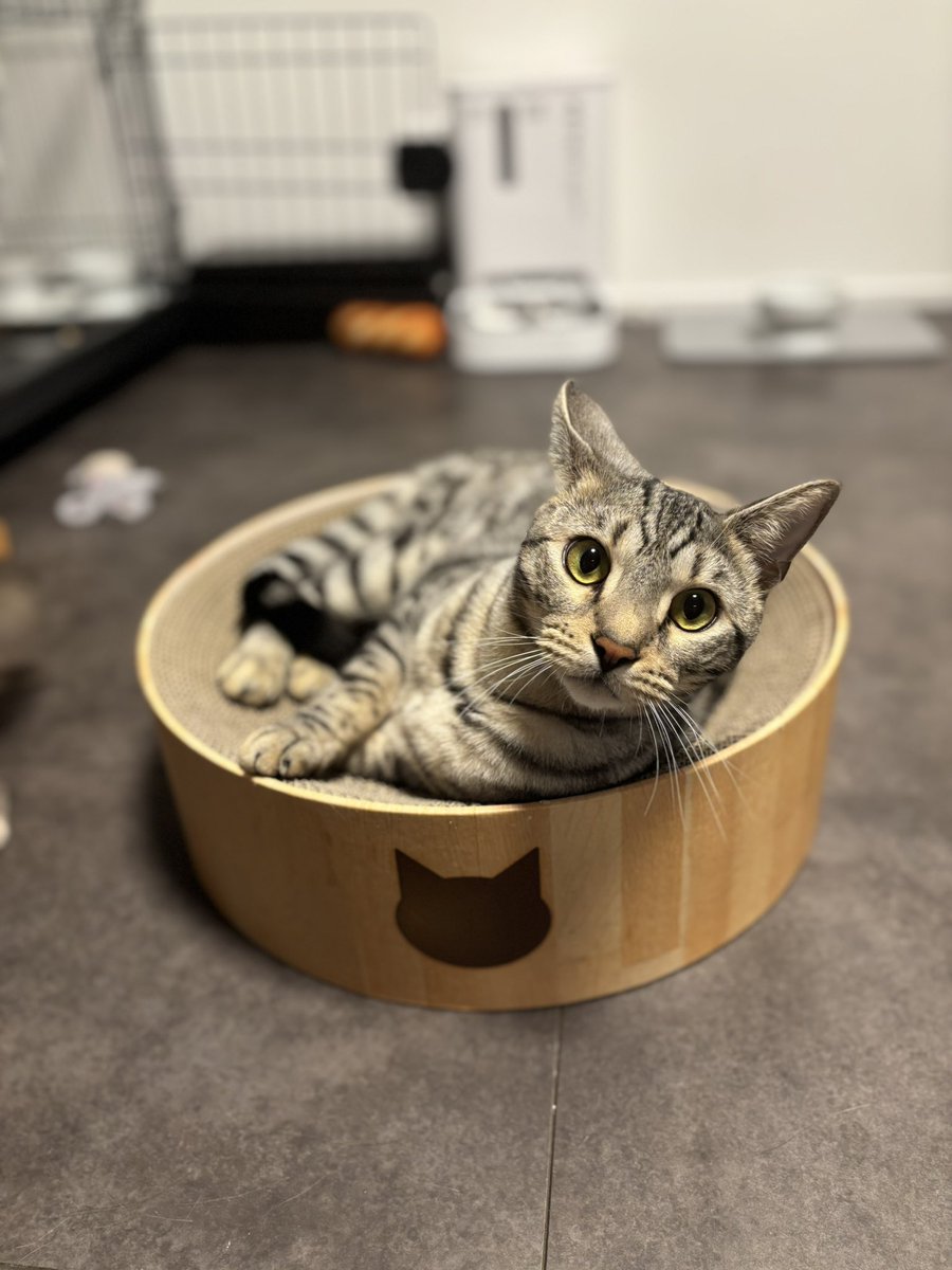 Genetta_Aimer's tweet photo. 猫、いつ撮っても盛れる
すっぴんやし眉毛ないし全裸やし体毛やばいのに https://t.co/G4fnqJeAtk