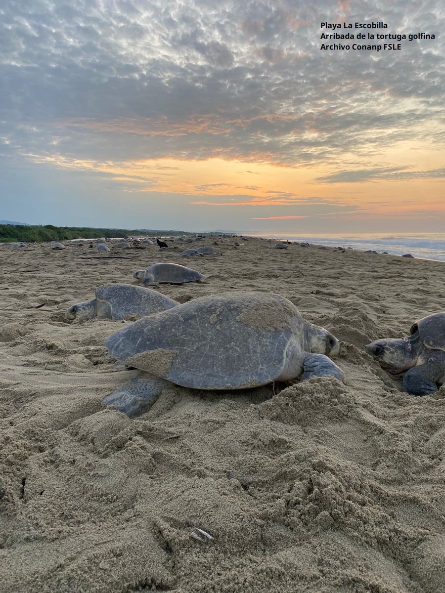 CONANP_mx's tweet photo. El Santuario #PlayaEscobilla  fue el escenario en el cual se llevó a cabo el "Taller para la atención ante varamientos de mamíferos y tortugas marinas", organizado por la #Conanp. 🐢

Conoce más ➡️ https://t.co/D78TGJplGd #SomosNaturaleza #GuardianesDeLaNaturaleza 🌿🌊🏝️🐳🦭 https://t.co/3N9i7UKeRy