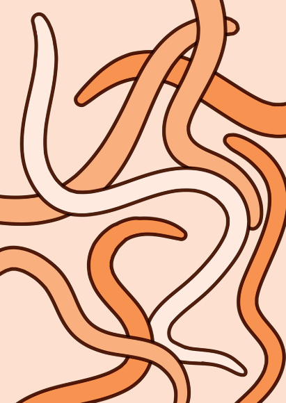 NIH's tweet image. A tiny worm called C. elegans is a favorite among biologists. Studies of these wiggly worms have given surprising insights into human health and led to four Nobel Prizes. Learn more: bit.ly/4f05mXi
