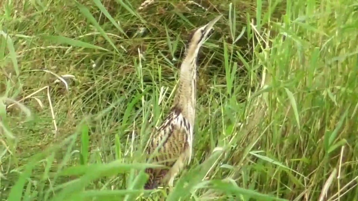 KennyHills17's tweet image. Bittern ghost of the reed beds from V d B hide 14 July 2025 WWT Slimbridge Gloucestershire