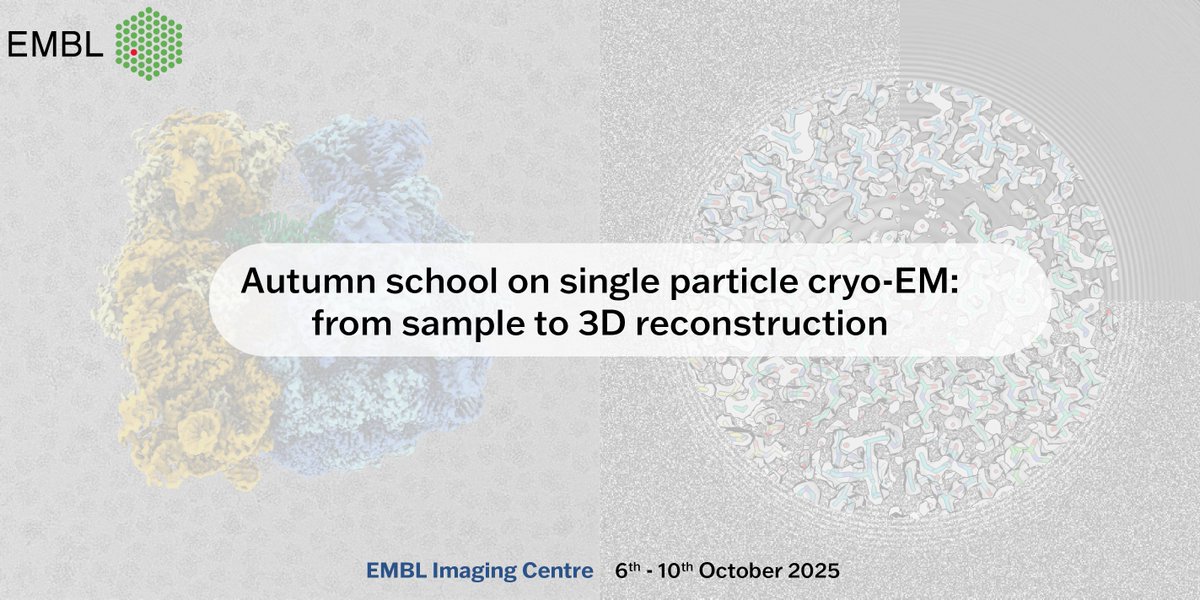 EmblImaging's tweet image. 📣 Calling all young researchers &amp;amp; cryo-EM beginners!

Join us in Heidelberg 🧊🔬 for the
Autumn School on Single Particle Cryo-EM
📆 6–10 Oct 2025 | EMBL IC
🎓 Lectures, hands-on training, expert Q&amp;amp;A

Details &amp;amp; registration 👉 shorturl.at/LiQyZ
#cryoEM #EMBL #lifescience