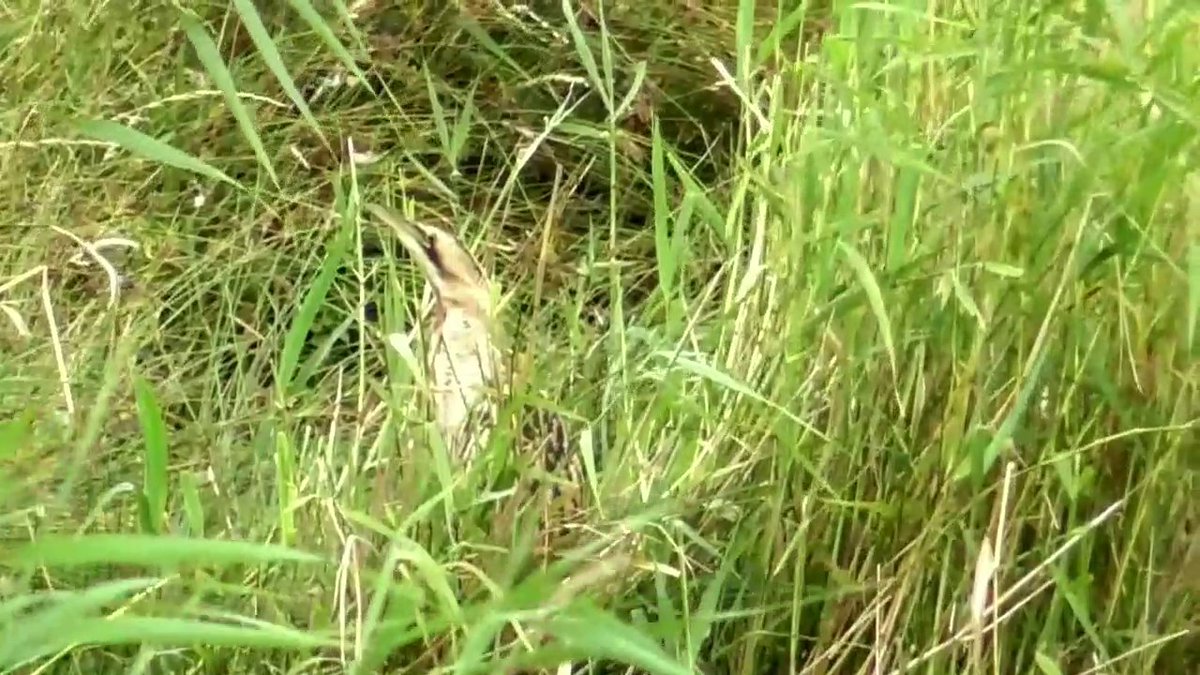 KennyHills17's tweet image. Bittern playing hide & seek from the V d B Hide at WWT Slimbridge 14 July 2025