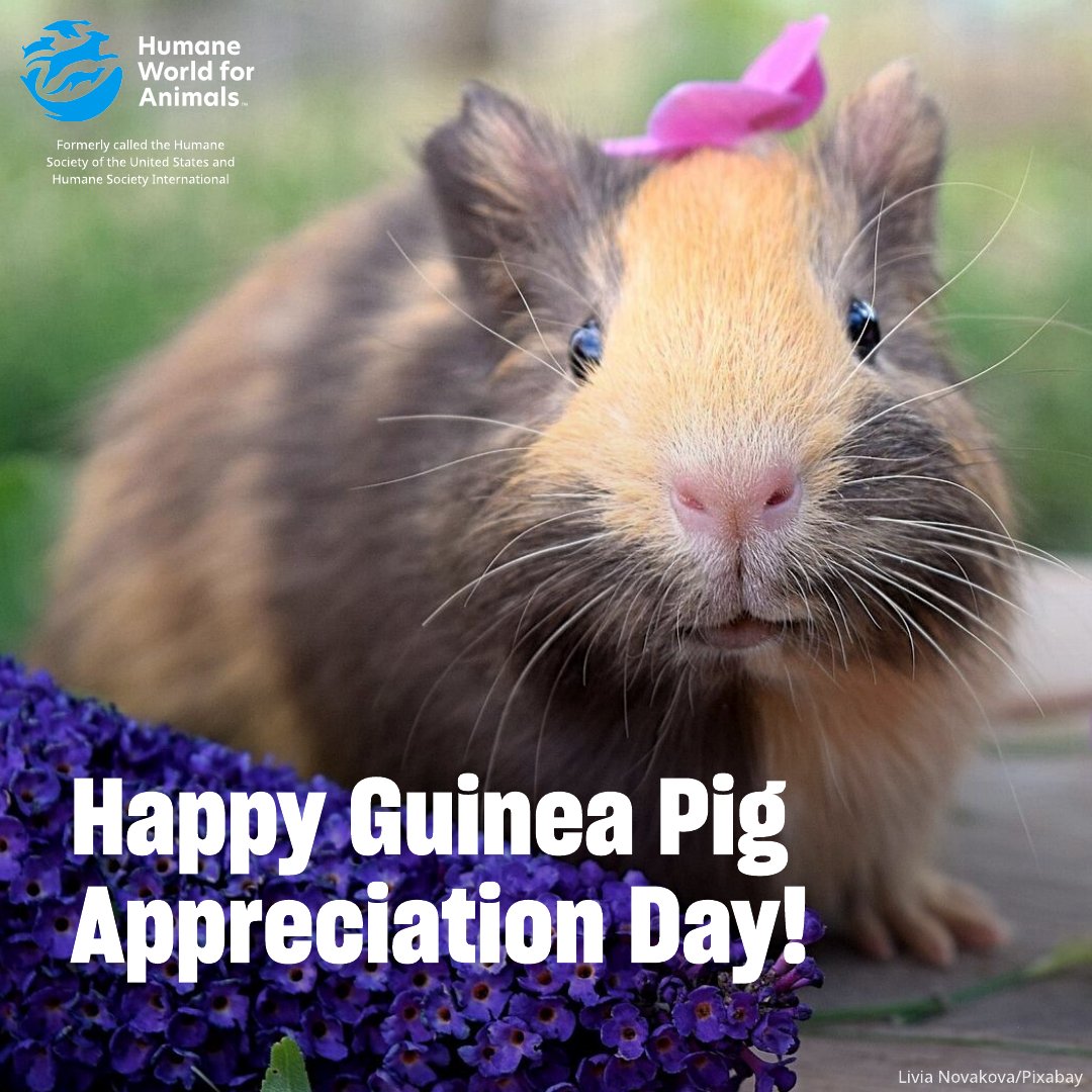 humaneworldeat's tweet image. DYK Guinea pigs are playful, curious by nature & sociable? They're also great communicators—they squeal, chirp, rumble & purr to express themselves!
Today on #GuineaPigAppreciationDay, like and share to show your love for our furry little friends! 🐹💜
